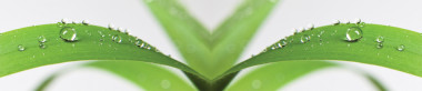 backgrounds/Natur/AvS10730IL8034