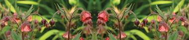 backgrounds/Natur/AvS11165IL0107A