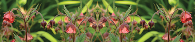 backgrounds/Natur/AvS11165IL0107B